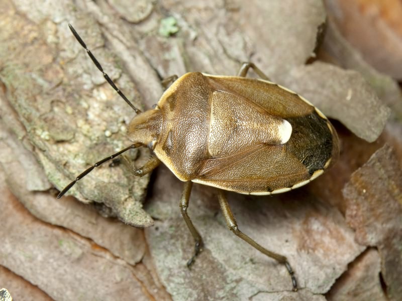 Chlorochroa pinicola (Mulsant & Rey, 1852)